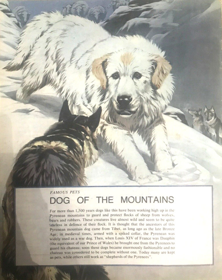 Finding out 15 8 McBride Pets Dog of the Mountains pyrenean